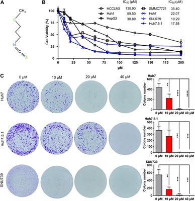 Iberverin exhibits antineoplastic activities against human hepatocellular carcinoma via DNA damage-mediated cell cycle arrest and mitochondrial-related apoptosis